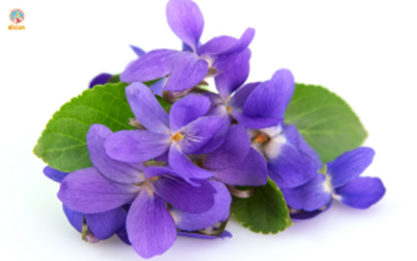 SYRUP 1883 HOA TỬ LINH LAN 1L - VIOLET