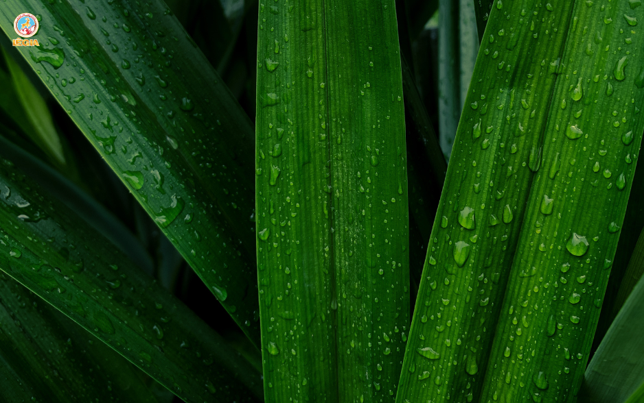 SYRUP 1883 LÁ DỨA 1L - PANDAN