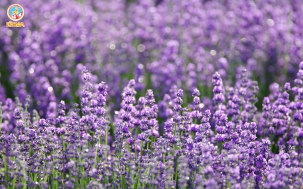 Syrup 1883 Lavender 
