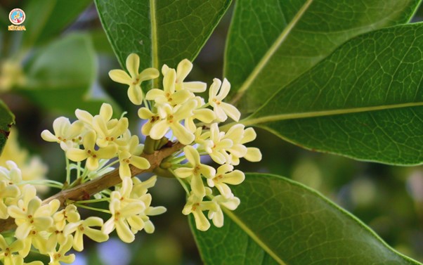 SYRUP 1883 MỘC QUẾ HOA 1L